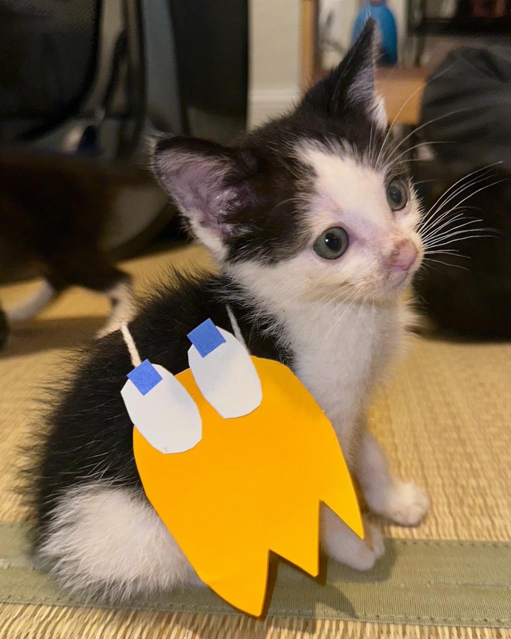 Kiwi, a Adoptable Domestic Short Hair in San Francisco, CA image 2/6