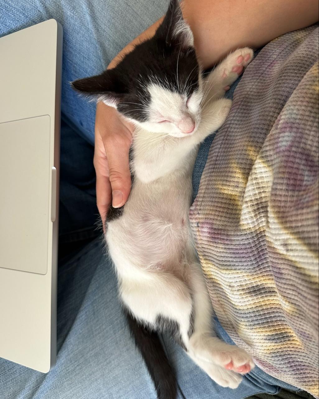Kiwi, a Adoptable Domestic Short Hair in San Francisco, CA image 3/6