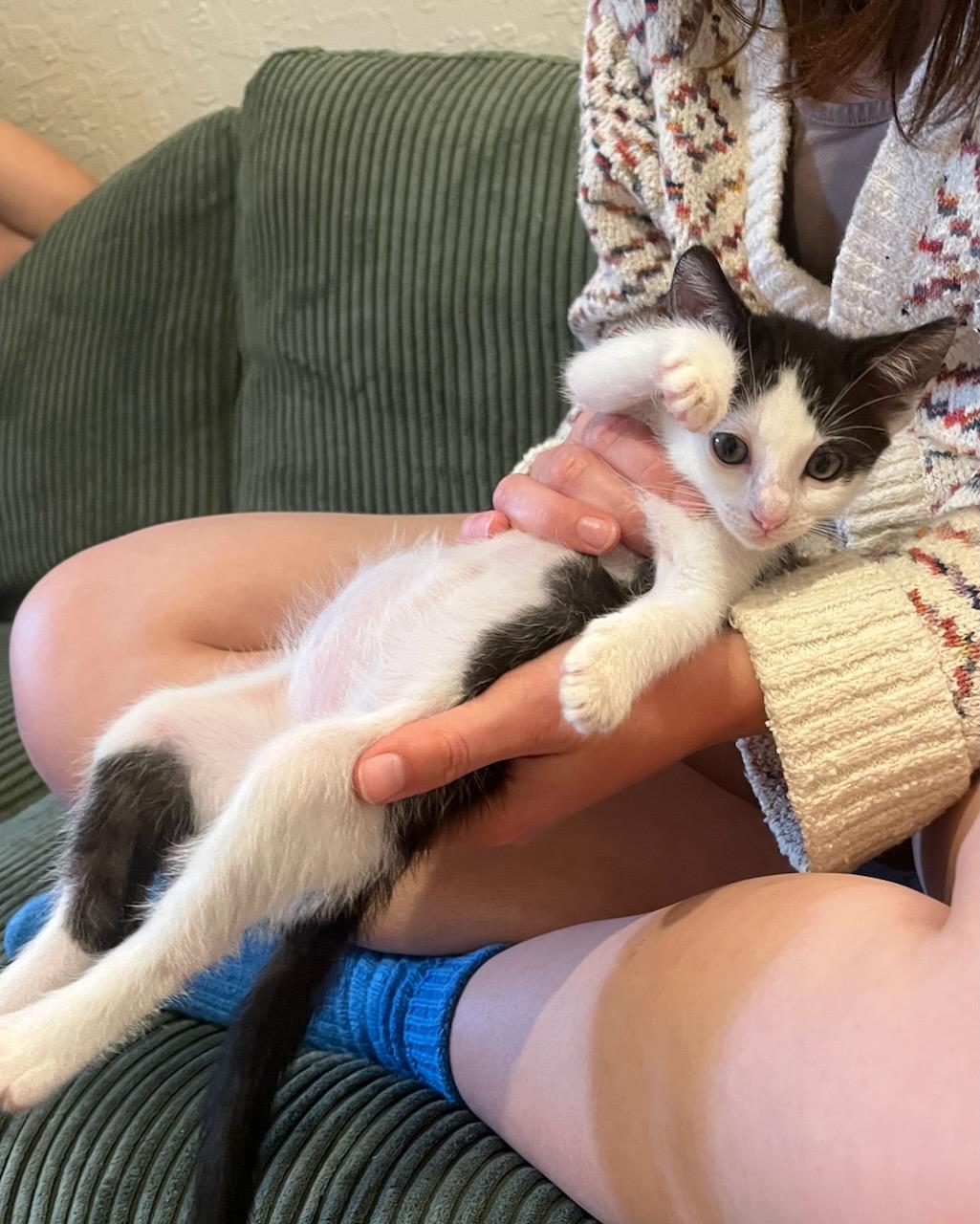 Kiwi, a Adoptable Domestic Short Hair in San Francisco, CA image 4/6