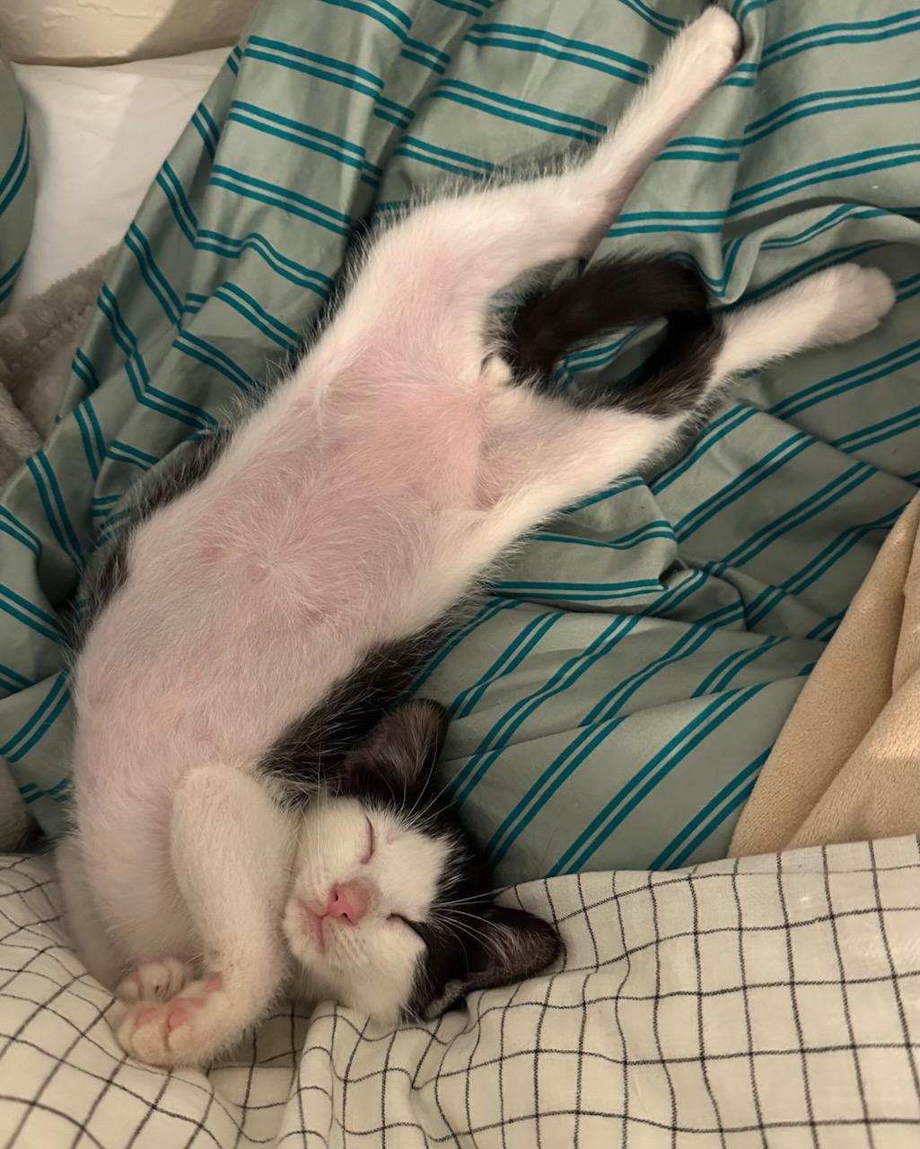 Kiwi, a Adoptable Domestic Short Hair in San Francisco, CA image 5/6