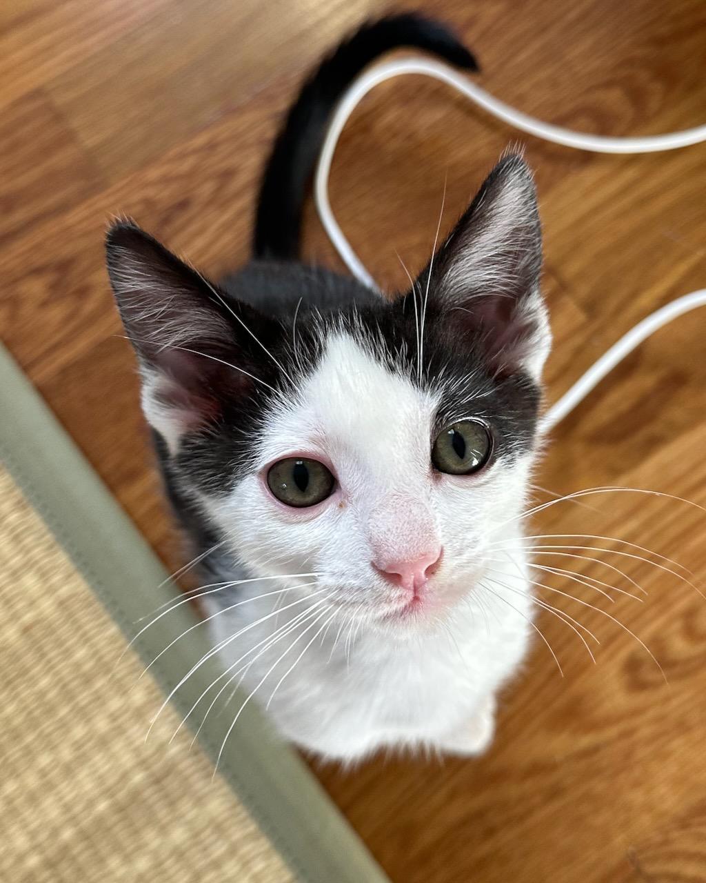Kiwi, a Adoptable Domestic Short Hair in San Francisco, CA image 6/6