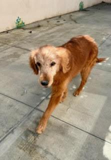 Enlarge Kershaw, an adopted Golden Retriever in Los Angeles, CA image 3/6