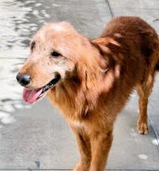Kershaw, adopted, Senior Male Golden Retriever.