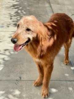 Enlarge Kershaw, an adopted Golden Retriever in Los Angeles, CA image 4/6