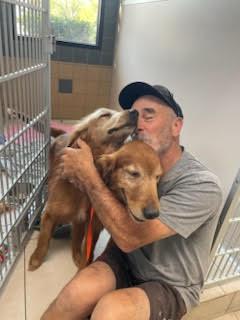 Enlarge Kershaw, an adopted Golden Retriever in Los Angeles, CA image 6/6