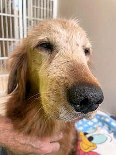 Enlarge Kershaw, an adopted Golden Retriever in Los Angeles, CA image 5/6