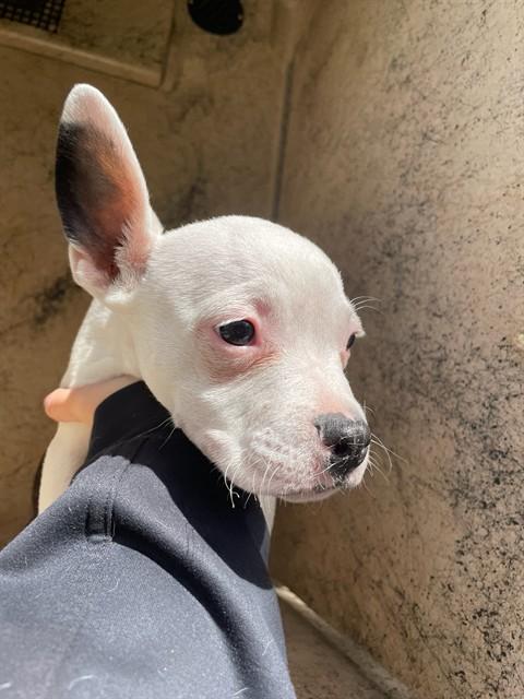 A471001, Adoptable, Puppy Female Pit Bull Terrier & Mixed Breed.