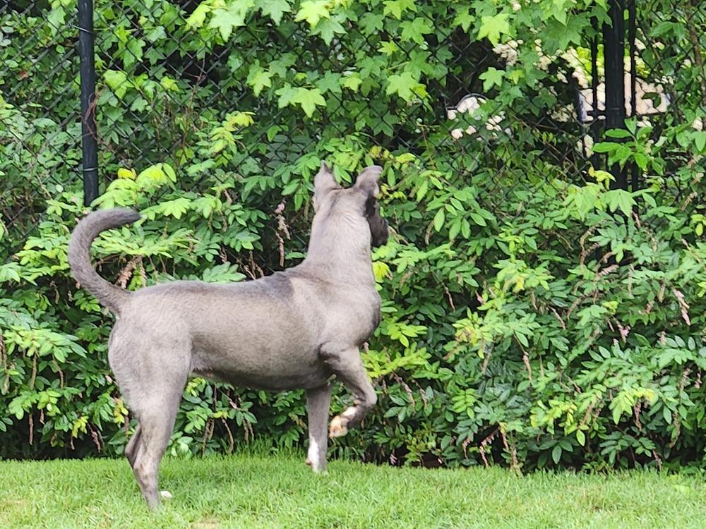 Enlarge Levie, a Adoptable mixed breed in Douglasville, GA image 3/6