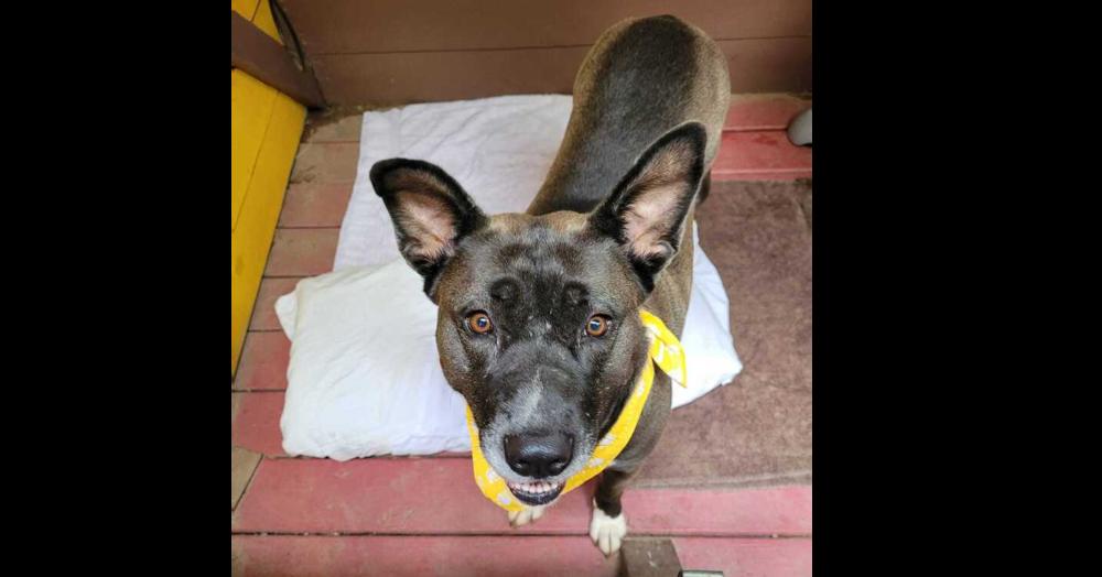 Enlarge Levie, a Adoptable mixed breed in Douglasville, GA image 1/6