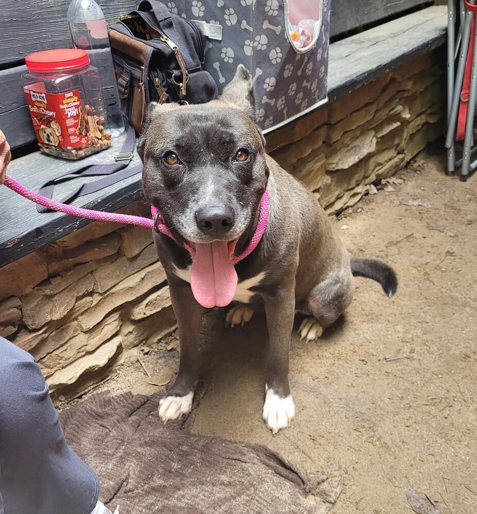 Enlarge Levie, a Adoptable mixed breed in Douglasville, GA image 5/6