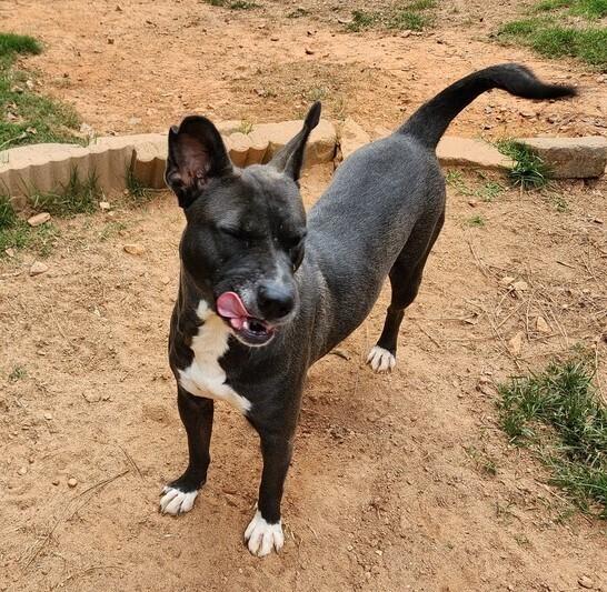 Levie, a Adoptable mixed breed in Douglasville, GA image 5/6
