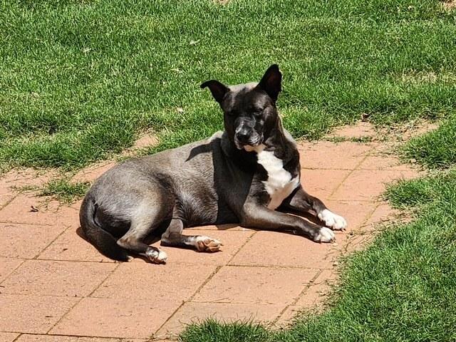 Enlarge Levie, a Adoptable mixed breed in Douglasville, GA image 2/6