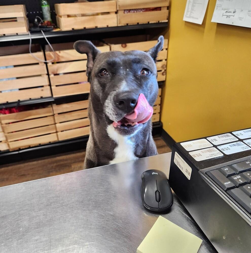 Levie, Adoptable, Adult Female German Shepherd Dog & Labrador Retriever.