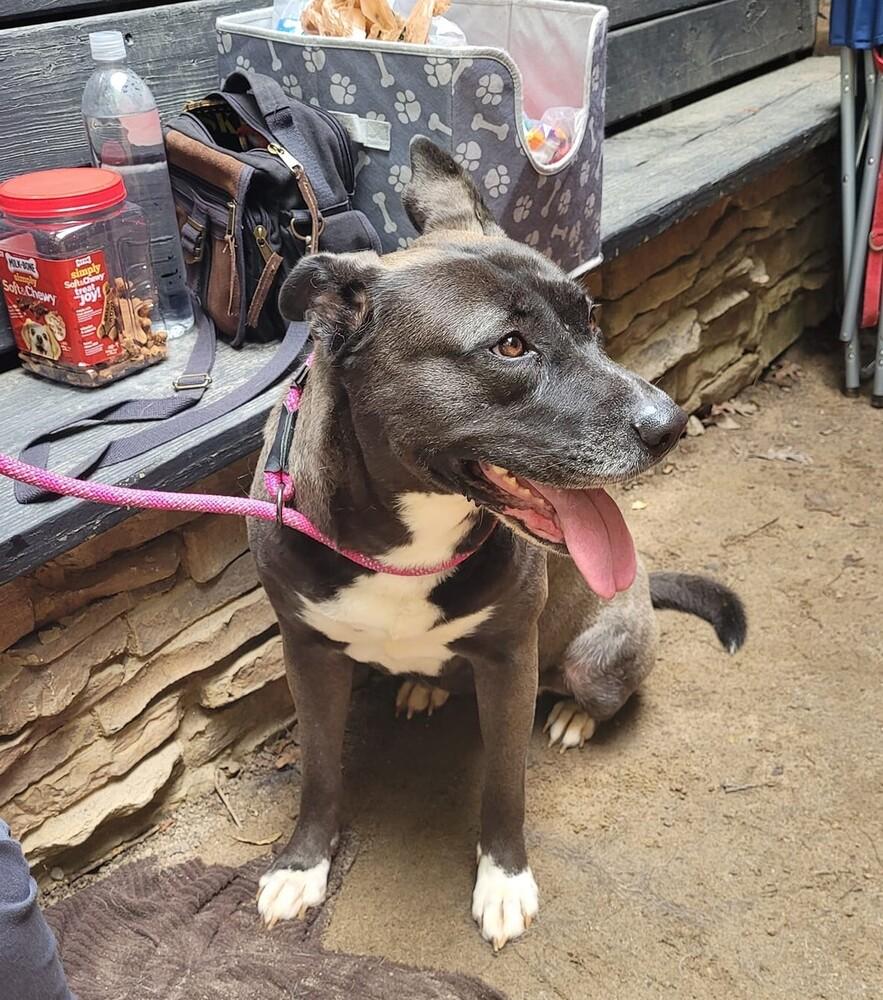 Levie, a Adoptable mixed breed in Douglasville, GA image 3/6