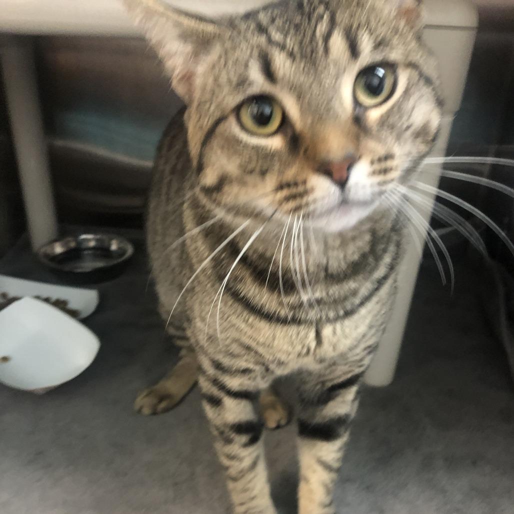 Enlarge Frederick, a Adoptable Domestic Short Hair in Philadelphia, PA image 1/1
