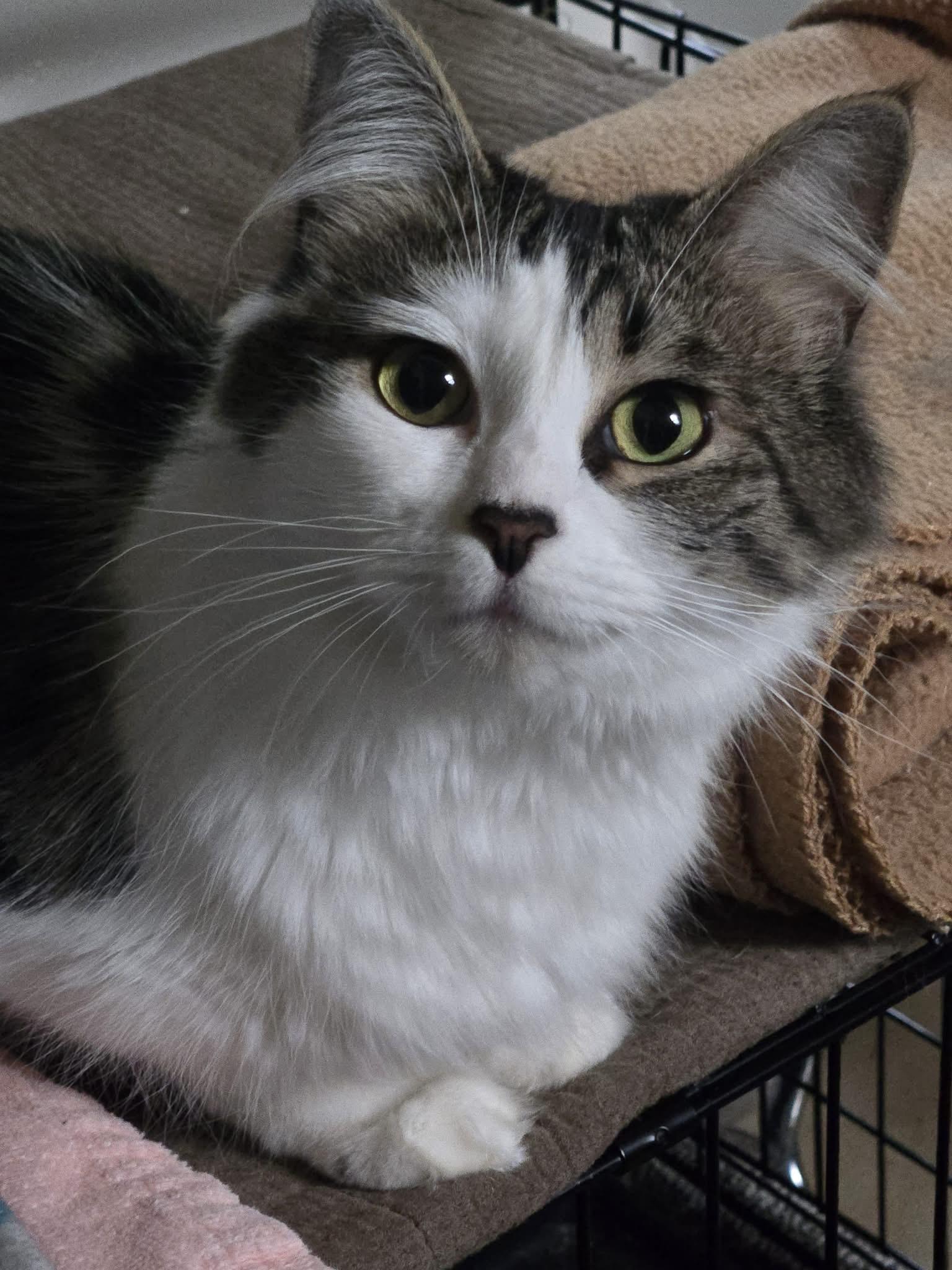 Kiwi Mousse, an adopted Domestic Medium Hair in Redmond, WA image 2/2