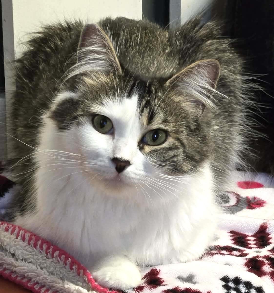 Kiwi Mousse, adopted, Adult Female Domestic Medium Hair.