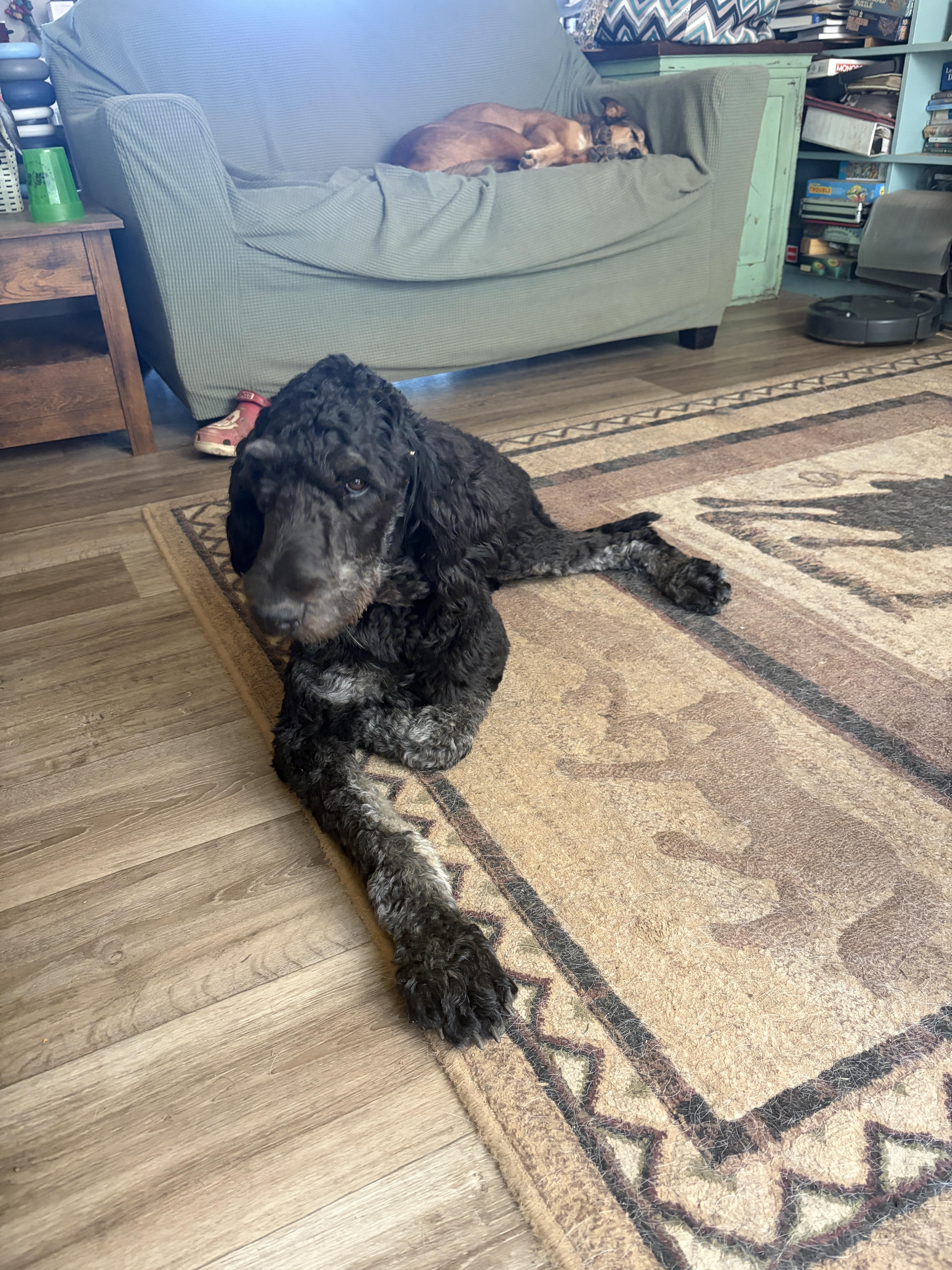 Ace, Adopted, Adult Male Standard Poodle & Goldendoodle.