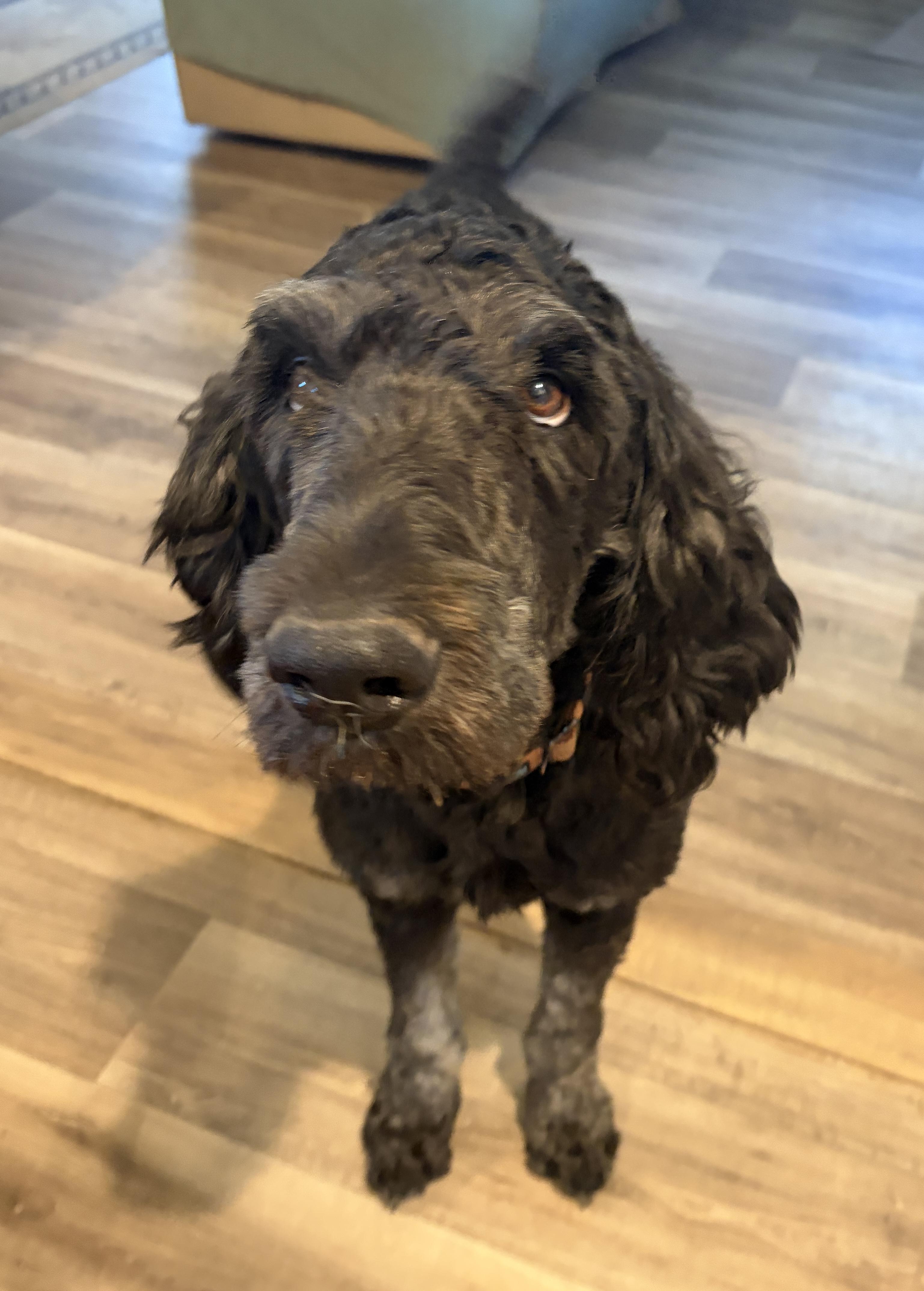 Ace, a Adopted mixed breed in Tulsa, OK image 3/6