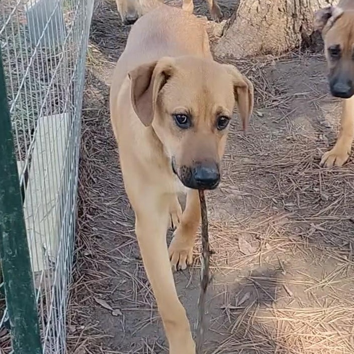 Enlarge Scrappy, a Adoptable mixed breed in Carson, MS image 2/3