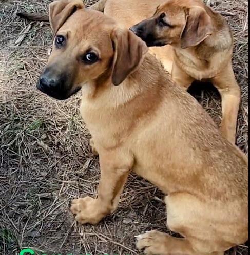 Enlarge Scrappy, a Adoptable mixed breed in Carson, MS image 3/3