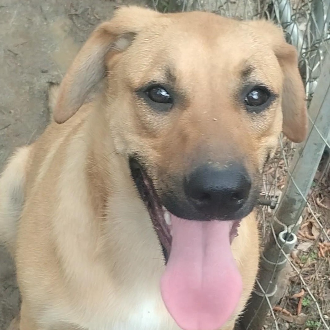 Enlarge Scrappy, a Adoptable mixed breed in Carson, MS image 1/3
