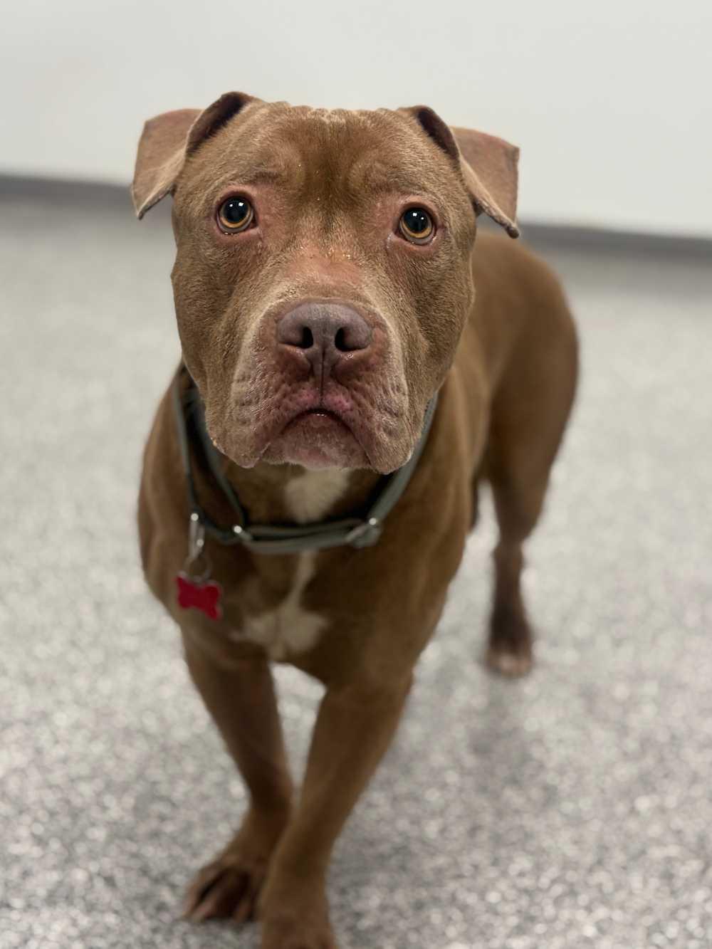 Enlarge Pork Chop, a ADOPTABLE mixed breed in Detroit, MI image 3/5