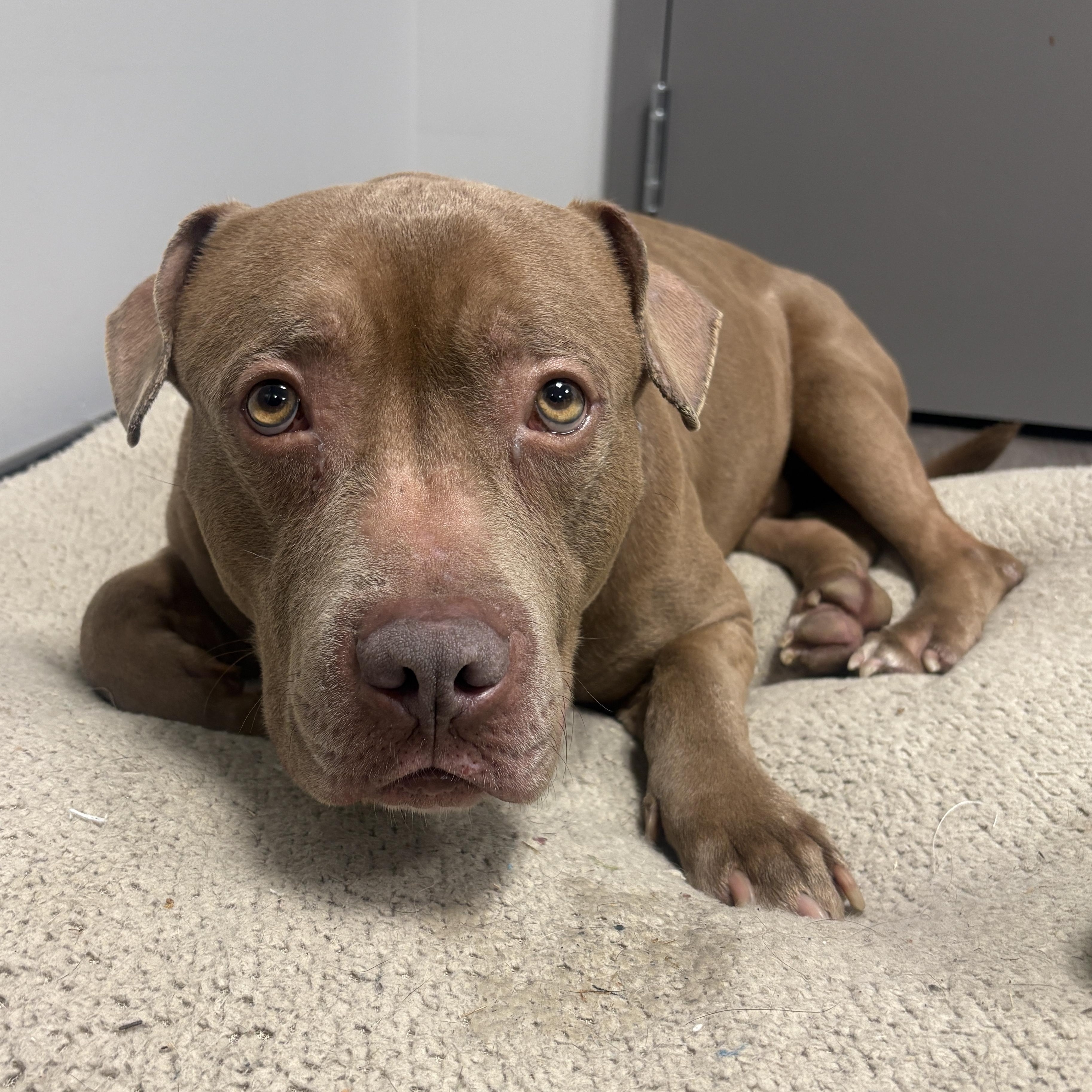 Enlarge Pork Chop, a ADOPTABLE mixed breed in Detroit, MI image 2/5