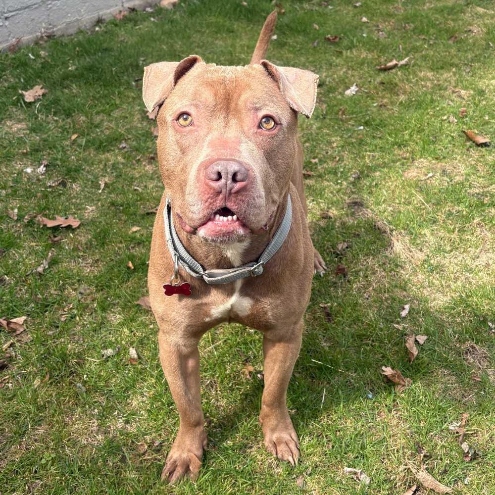 Enlarge Pork Chop, a ADOPTABLE mixed breed in Detroit, MI image 5/5