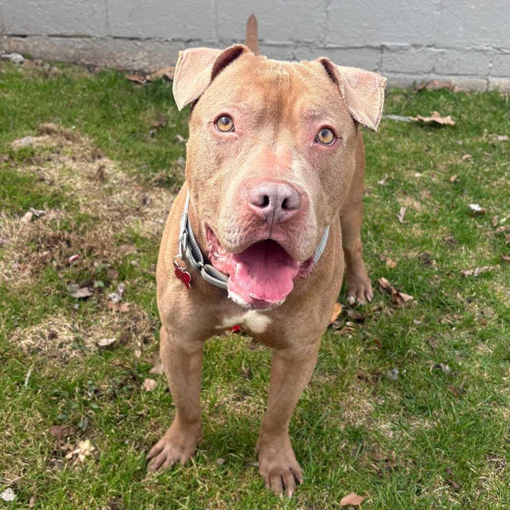 Enlarge Pork Chop, a ADOPTABLE mixed breed in Detroit, MI image 1/5