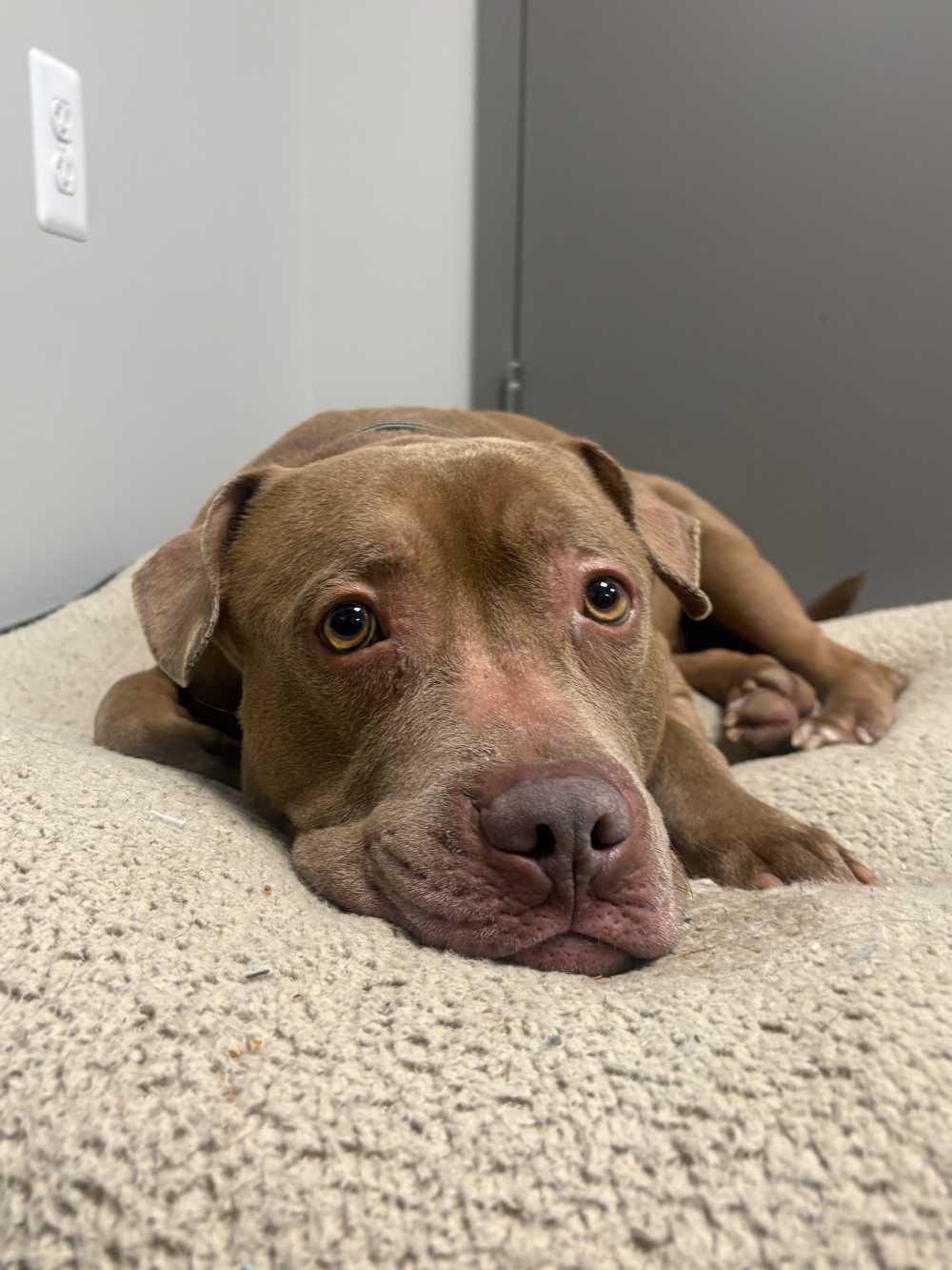 Enlarge Pork Chop, a ADOPTABLE mixed breed in Detroit, MI image 4/5