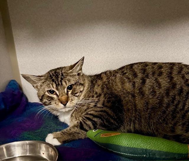 Henry, a ADOPTABLE Domestic Short Hair in Winter Haven, FL image 3/3