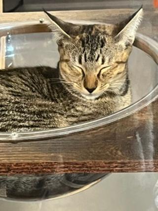 Henry, a ADOPTABLE Domestic Short Hair in Winter Haven, FL image 2/3
