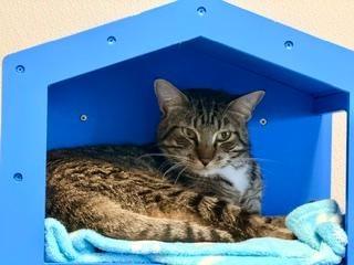 Henry, ADOPTABLE, Adult Male Domestic Short Hair.