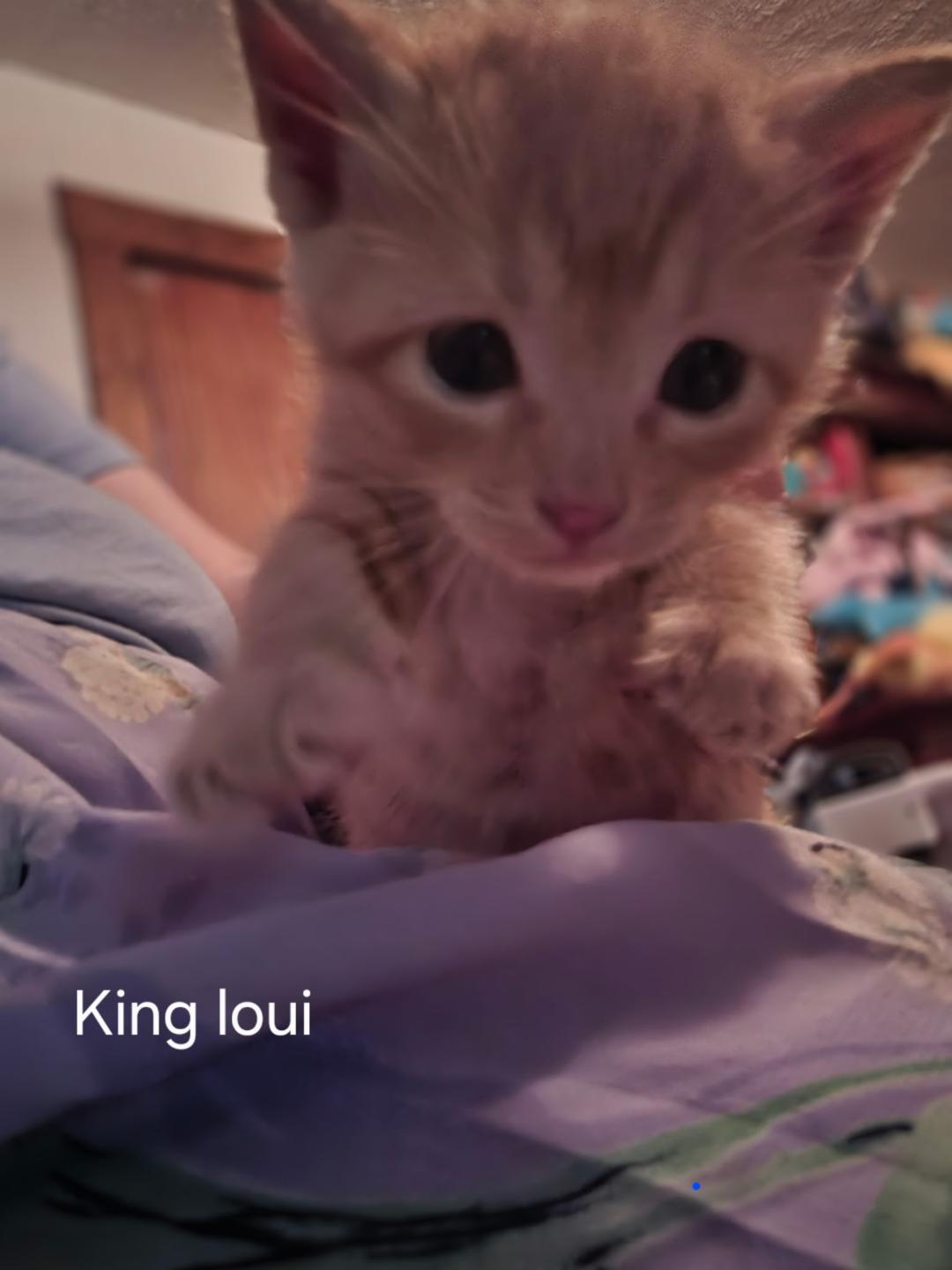 Enlarge King Louie FFC00309, an adopted mixed breed in Omaha, NE image 1/1