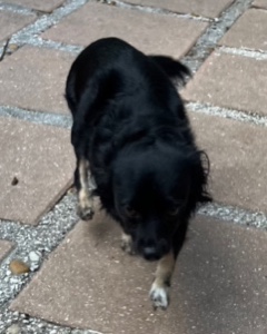 Enlarge Wookie, a Adopted Chihuahua in Longwood, FL image 3/5