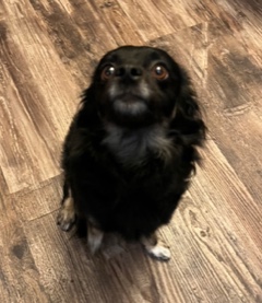 Enlarge Wookie, a Adopted Chihuahua in Longwood, FL image 5/5