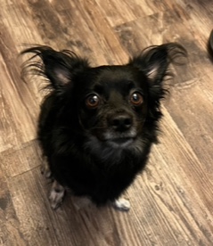 Wookie, Adopted, Adult Female Chihuahua.