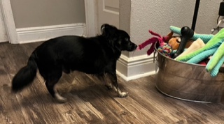 Enlarge Wookie, a Adopted Chihuahua in Longwood, FL image 2/5