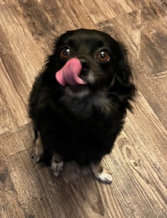 Enlarge Wookie, a Adopted Chihuahua in Longwood, FL image 4/5