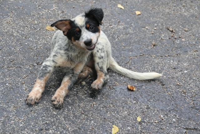 Enlarge Lightning, a ADOPTABLE mixed breed in Aurora, IL image 2/6