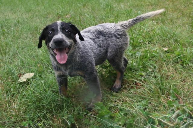 Lightning, ADOPTABLE, Puppy Female Cattle Dog.