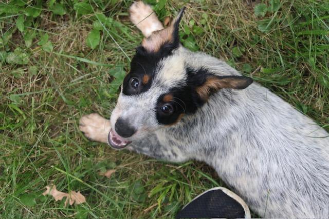 Enlarge Lightning, a ADOPTABLE mixed breed in Aurora, IL image 3/6