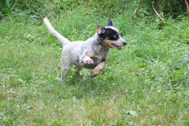 Enlarge Lightning, a ADOPTABLE mixed breed in Aurora, IL image 5/6