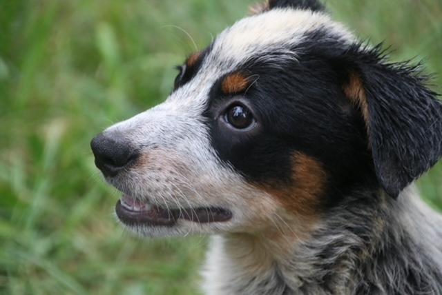 Enlarge Lightning, a ADOPTABLE mixed breed in Aurora, IL image 4/6