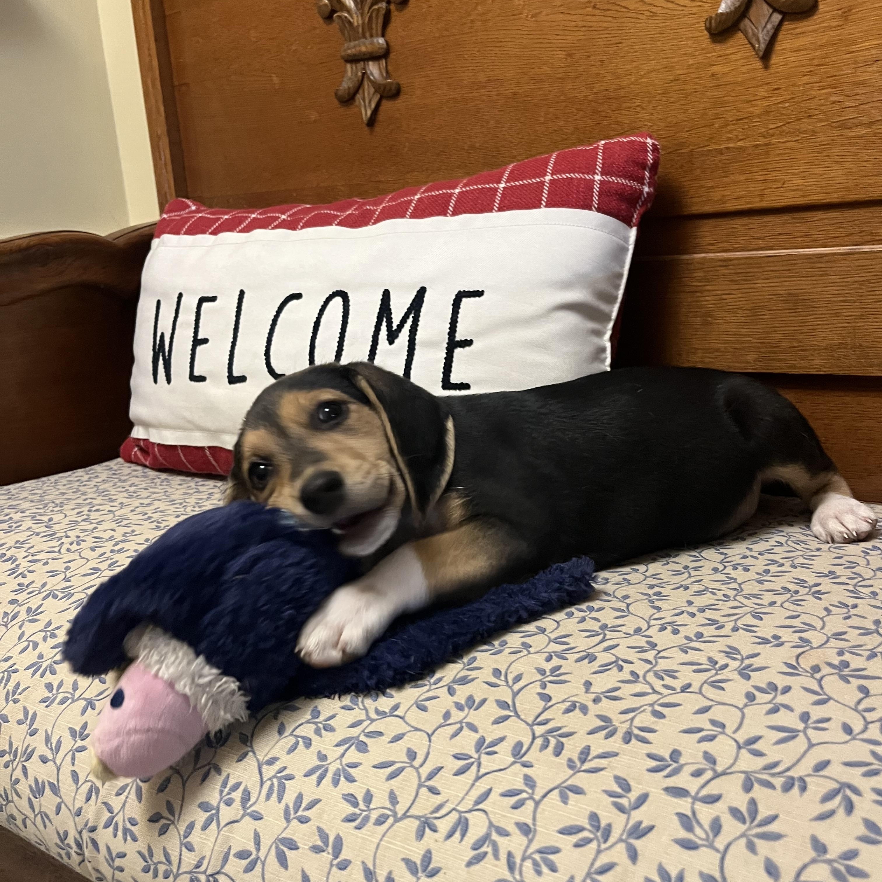 Saphira, adopted, Young Female Beagle.