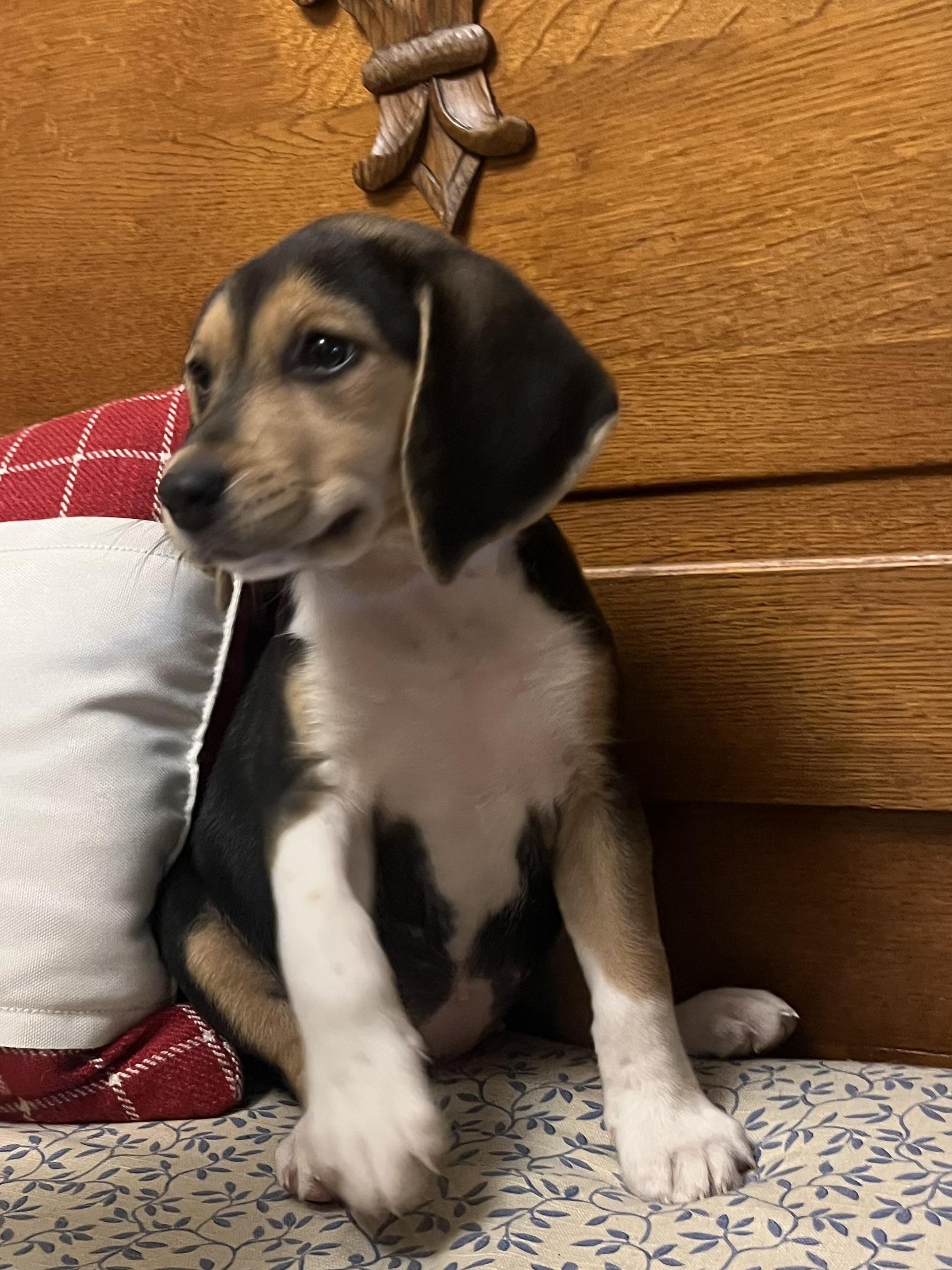 Enlarge Saphira, an adopted mixed breed in Pensacola, FL image 2/3