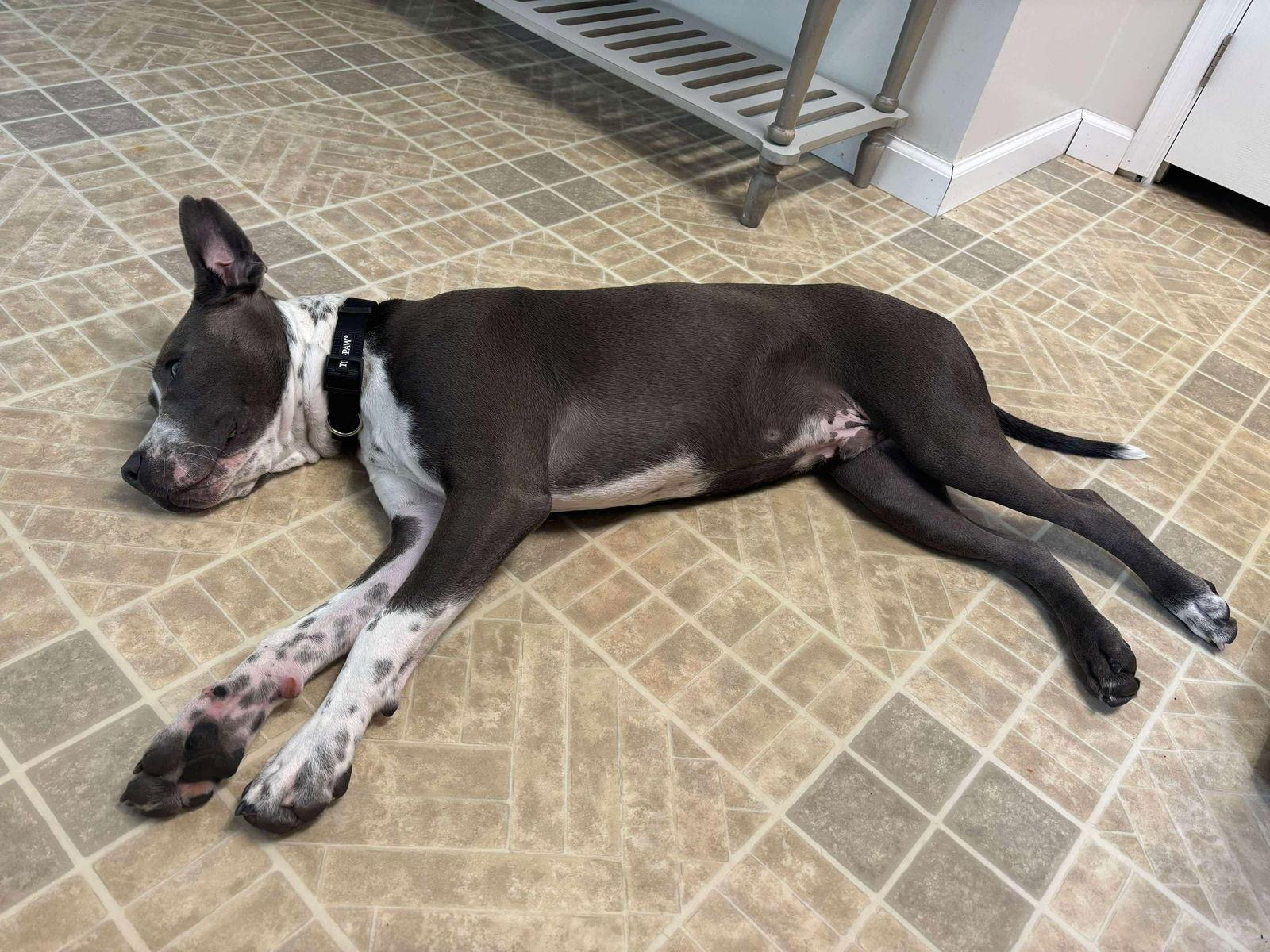 Enlarge Bane, a Adopted Pit Bull Terrier in Cape May Court House, NJ image 1/3