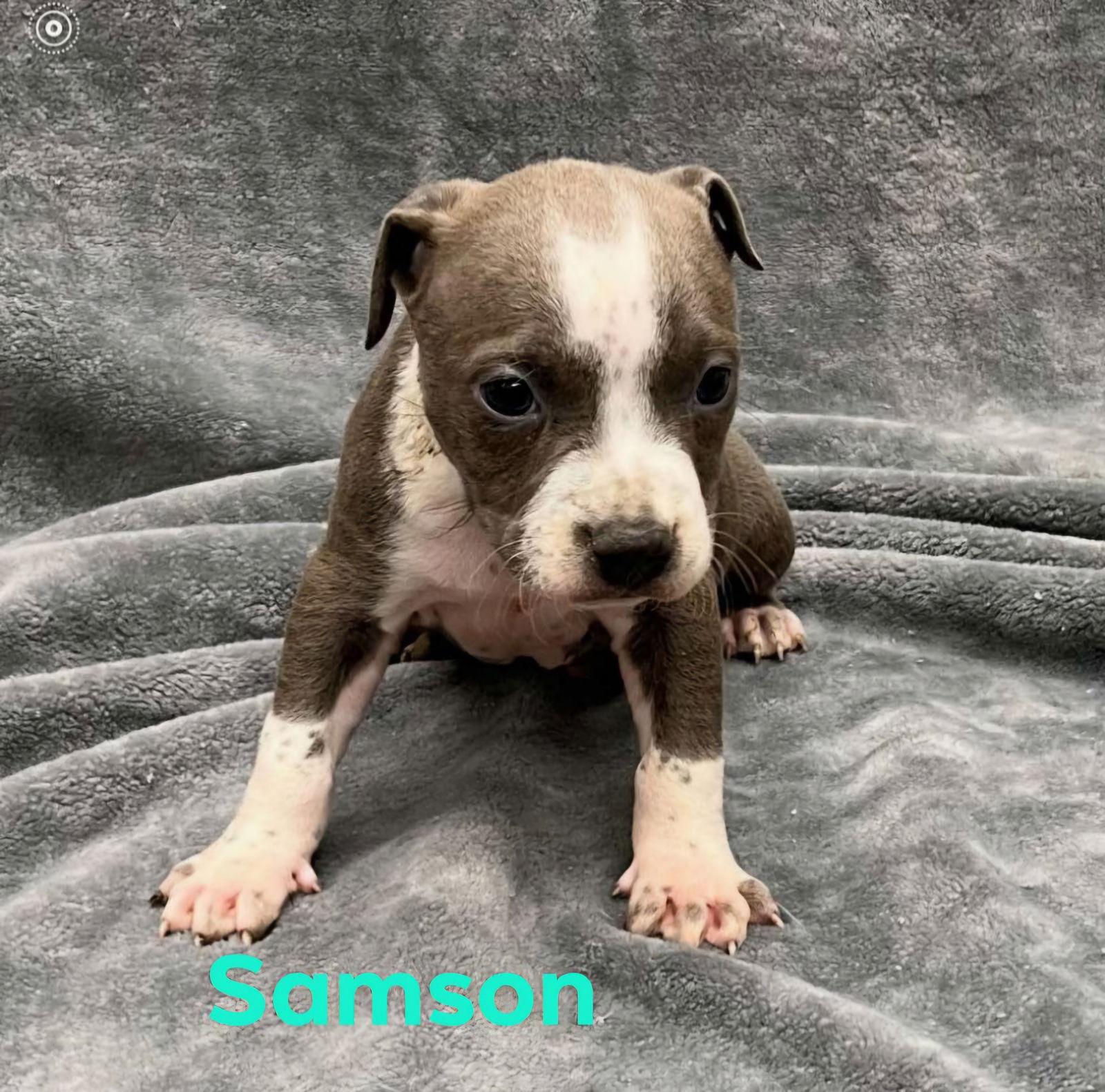 Enlarge Bane, a Adopted Pit Bull Terrier in Cape May Court House, NJ image 2/3