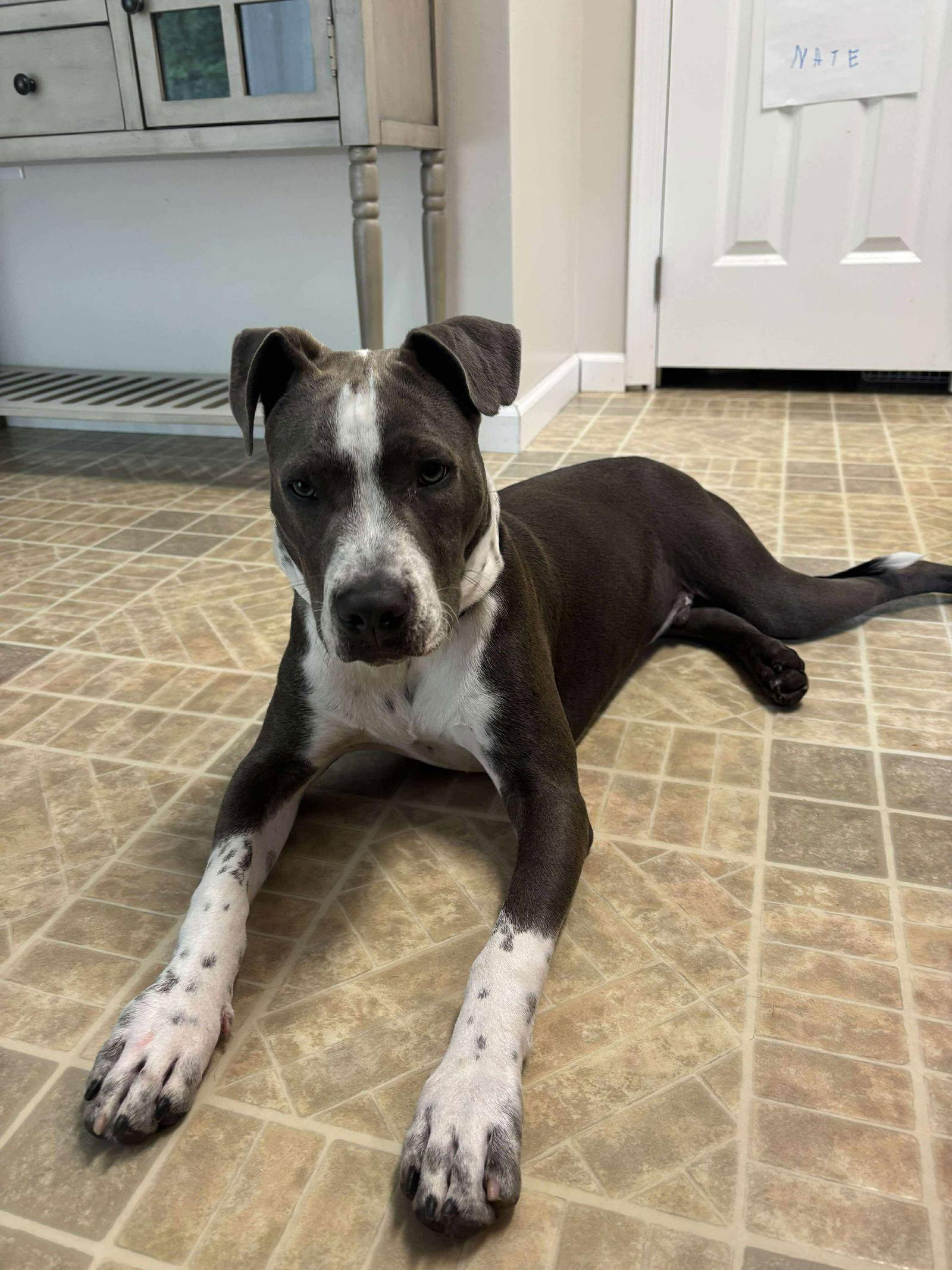 Enlarge Bane, a Adopted Pit Bull Terrier in Cape May Court House, NJ image 3/3